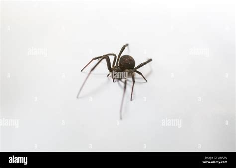 Redback Spider, Australia Stock Photo - Alamy