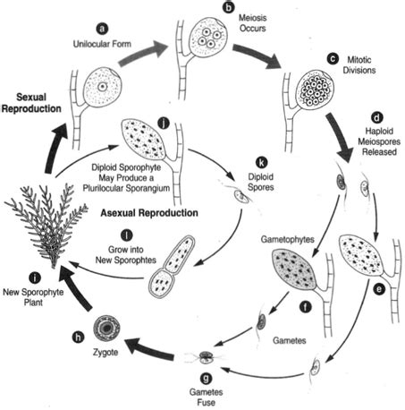 Brown Algae Diagram