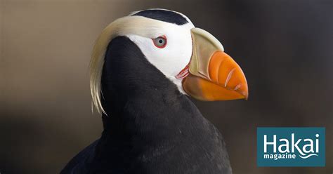 The Secret of This Puffin’s Big Beak | Hakai Magazine