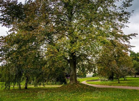 Trees in Autumn city park 11478561 Stock Photo at Vecteezy