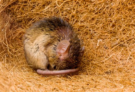 Hyperexcitable arousal neurons drive sleep instability in old mice ...