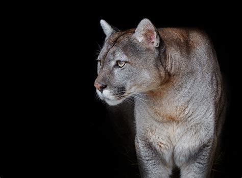 Images Pumas animal Staring Black background