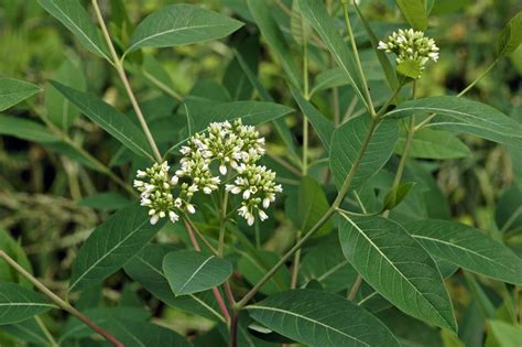 Apocynum cannabinum (Apocynaceae) image 69210 at PhytoImages.siu.edu