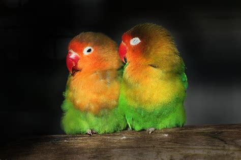 Fischer's Lovebird | San Diego Zoo Animals & Plants