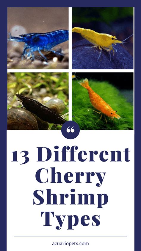 13 Different Cherry Shrimp Types: Which One Is Ideal For You? | Cherry shrimp, Shrimp tank ...