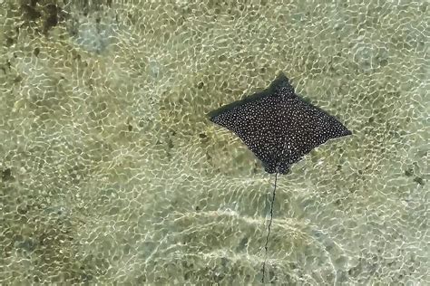 FAU | Study Provides Unique Glimpse into Whitespotted Eagle Rays’ Behavior