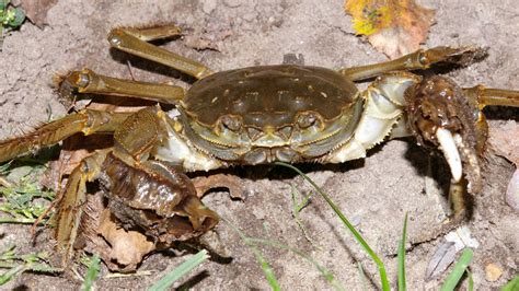 Effect of stocking density during overwintering culture of Chinese mitten crabs - Responsible ...