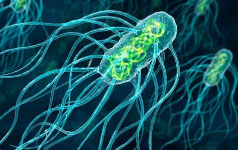 Typhoid Fever, A Salmonella Typhi Bacterial Infection | Health And ...