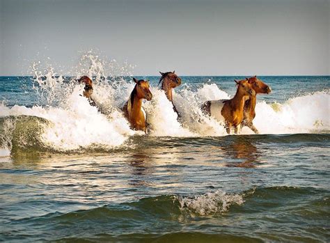 Maryland's Beach & Beyond on Instagram: “Who needs a wild horse ...