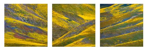 3 Wildflower Photography Techniques: California Superbloom