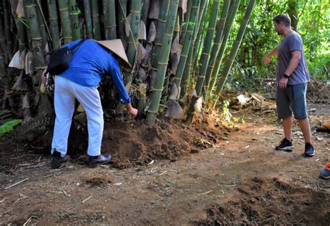 The Ultimate Guide to Sustainable Bamboo Harvesting: Tips and Best Practices - Bamboo U