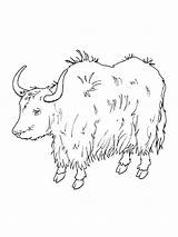 Yak coloring Pages  SeaColoring sketch template