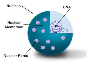 Nuclear Membrane In Plant Cell