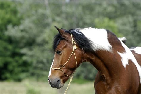 Hendra Vaccine Allergy in Horses - Symptoms, Causes, Diagnosis ...