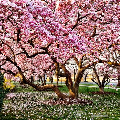 Beautiful magnolia tree | Flowering trees, Magnolia trees, Japanese tree