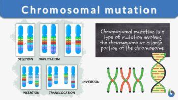 Chromosomal Mutation - Biology Simple