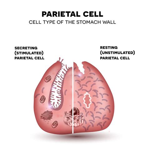 Parietal Cell Stomach Histology