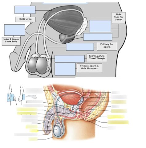 male anatomy 1 Diagram | Quizlet