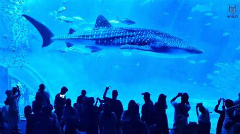 World's best Aquarium in Japan 沖縄美ら海水族館 Okinawa Churaumi Aquarium | Whales, Sharks and giant ...