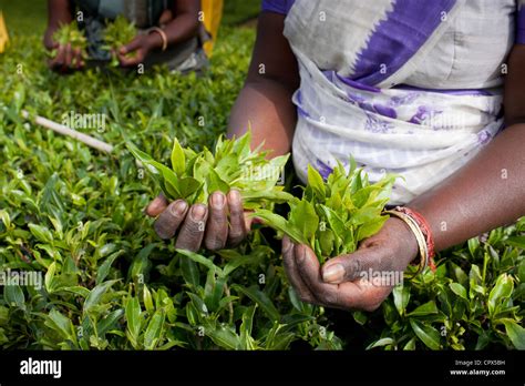 tea pluckers on the Pedro Estate, Nuwara Eliya, Southern Highlands, Sri Lanka Stock Photo - Alamy