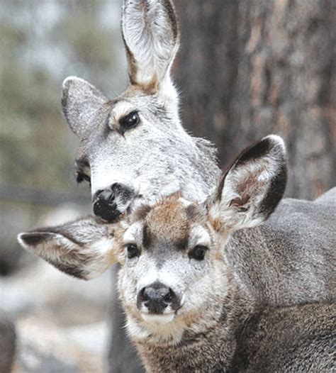 Project aims to restore habitat for mule deer, quail in Mohave County | Local News Stories ...