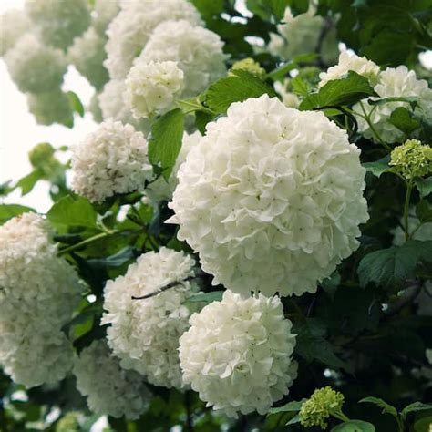 FLOWERWOOD 2.5 Gal - Chinese Snowball Viburnum, Live Deciduous Shrub ...