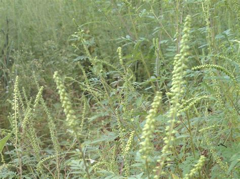 Common Ragweed | College of Agriculture, Forestry and Life Sciences | Clemson University, South ...