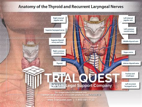 Anatomy of the Thyroid and Recurrent Laryngeal Nerves - TrialExhibits Inc.