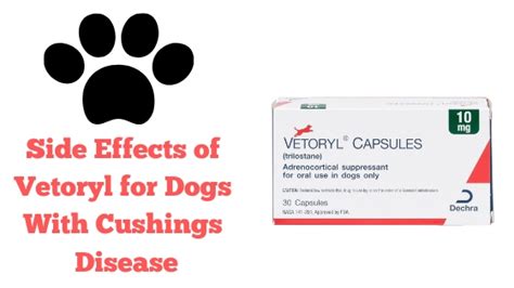 What Are The Side Effects of Vetoryl for Dogs With Cushings Disease? - It's Paw Natural