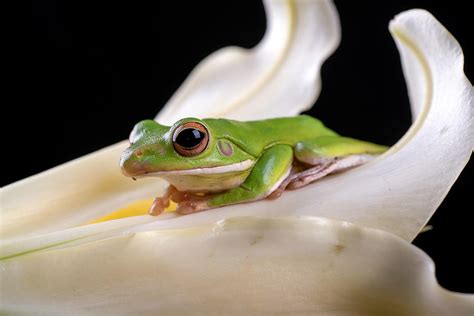 White Lipped Tree Frog Photograph by Dikky Oesin - Fine Art America