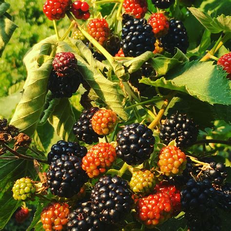 Growing and harvesting blackberry - Makergardener