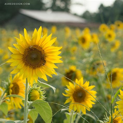 Digital Props 16x20 Backdrop Set - Sunflower Field – AsheDesign