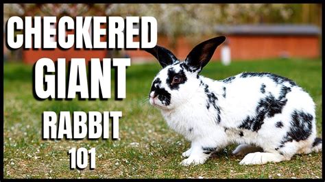 Checkered Giant Rabbit 101