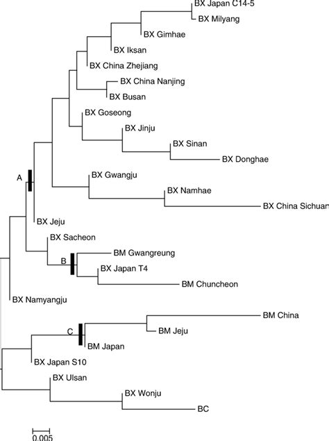 Neighbor-joining tree diagram indicating the genetic relationship among... | Download Scientific ...