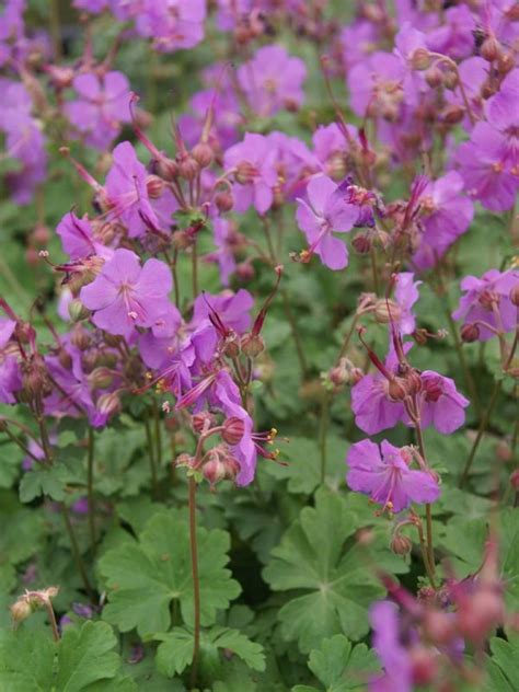 Geranium Biokovo Karmina -- Bluestone Perennials | Geranium biokovo ...