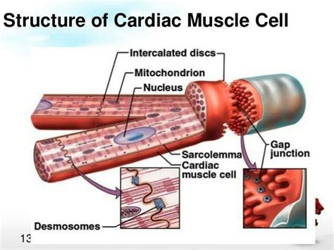 Cardiac Muscle Structure