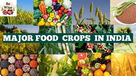 Major Food Crops in India - YouTube