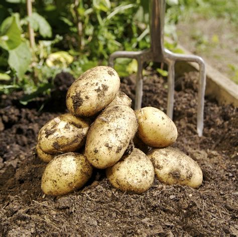 Growing Potatoes | Daltons