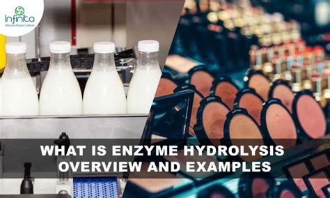 What is Enzyme Hydrolysis – Overview and Examples