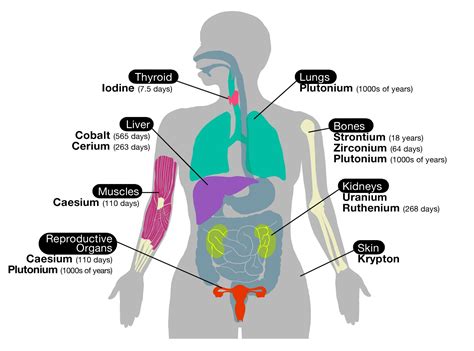 Diagram Of Womens Internal Organs