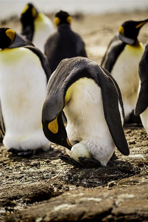 The Falkland Islands — Mark Rothschild Photography