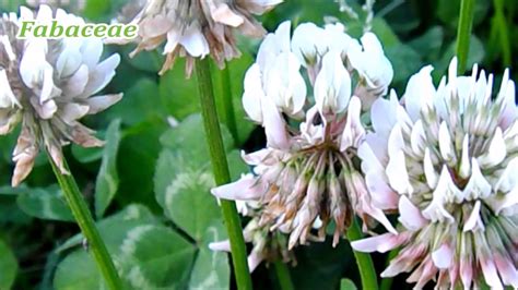 🍀 The plants of Leguminosae which make various flowers bloom / マメ科 - YouTube