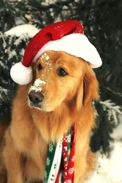 12 Extremely Cute Dog Christmas Card Photo Ideas | Social Doggy Club