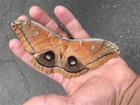 Antheraea Polyphemus moth, is a North American member of the family Saturniidae, the giant silk ...