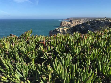 portugal vegetation on cliffs | Violeta Matei - Inspiration for Independent Travelers