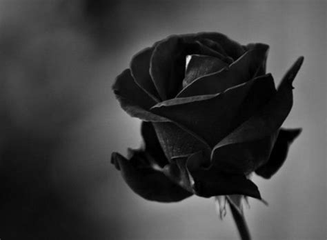 HD Black Rose 4K Wallpapers Windows Desktop Background Wallpapes - High ...