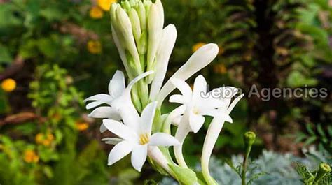 White Sampangi Flower In English | Best Flower Site