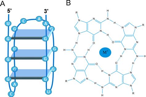 G-quadruplex structure. G-quadruplexes are comprised of (A) two or more ...