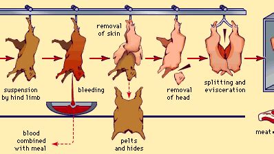 meat processing - Livestock slaughter procedures | Britannica