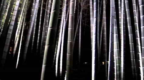 Bamboo forest at night in Kyoto Fall - YouTube